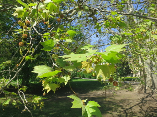 PS_20c