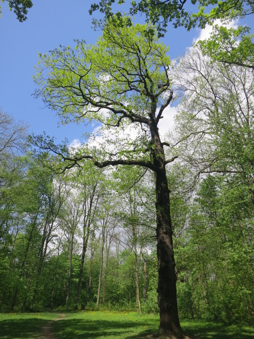PS_86b