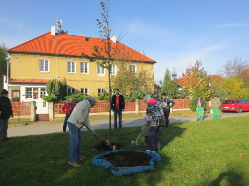 Slavnostní výsadba lípy proběhla 19.10.2013