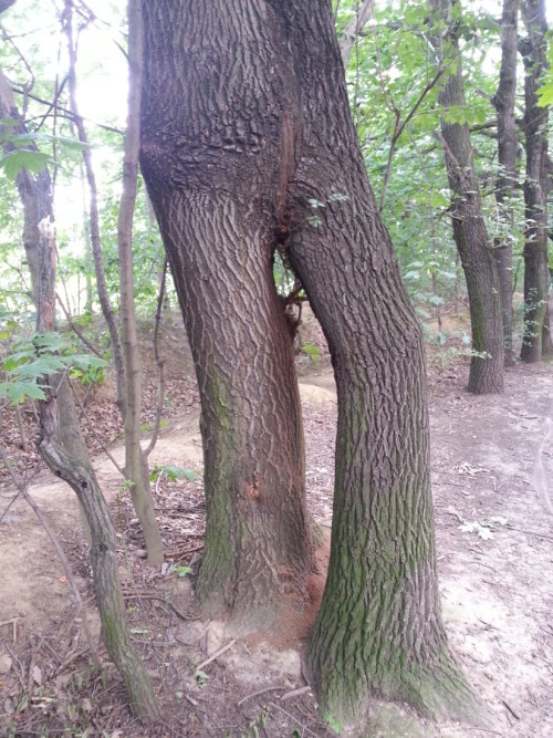 Strom na procházce Čimickým hájem zachytil Martin Rezek.