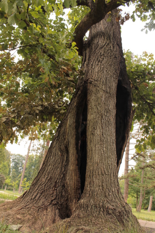 Tančící strom ve Stromovce zastihla Hanka Mašková.