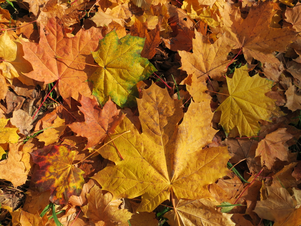 Oslavte Den stromů vycházkou do podzimních sadů
