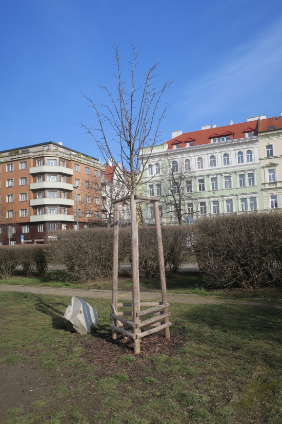 Praha 3 hledá významné stromy