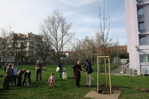 Výsadbou významného stromu odstartovala i plánovaná rekonstrukce parku a přilehlých prostor. (foto: Aleš Rudl)