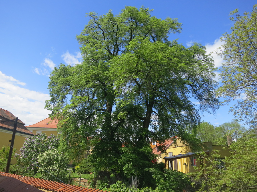 Ze Satalic do Vinoře