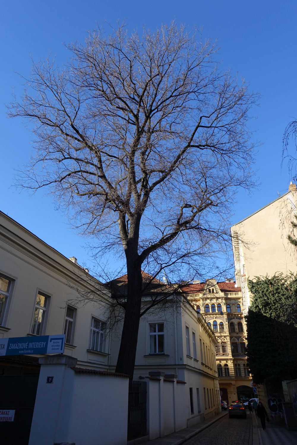 Jilm v Růžové ulici je novým památným stromem Prahy